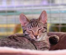 Oscar  at The Cattery Company