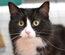 Mr Jeffreys at The Cattery Company