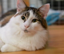 Jimmy  at The Cattery Company