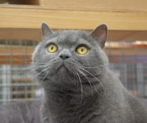 George  at The Cattery Company
