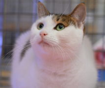 Xena  at The Cattery Company