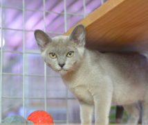 Theda  at The Cattery Company
