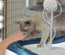 Playing  at The Cattery Company