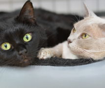 Milly & Fifi  at The Cattery Company