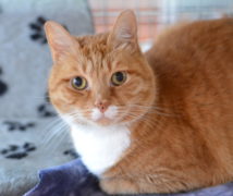 Dudley  at The Cattery Company