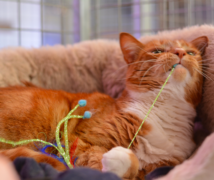 Jasper  at The Cattery Company