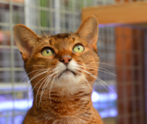 Jupiter Holmes  at The Cattery Company
