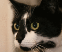 Miss Tom  at The Cattery Company